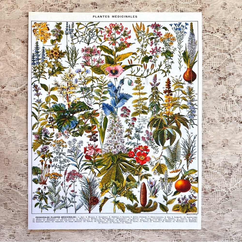 Vintage French Herbal Medicine Floral Scientific Chart Print 8x10